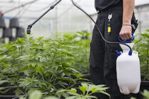 nevada cannabis equipment financing